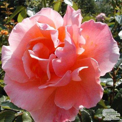 Rose Fragrant Delight